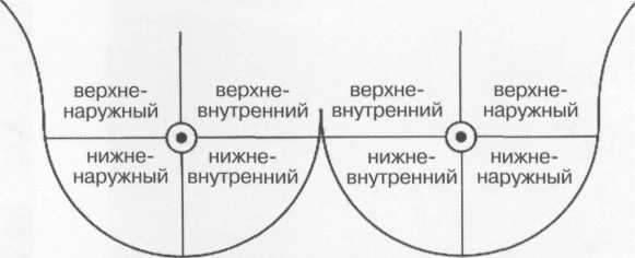 квадраты молочной железы